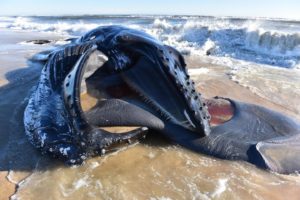 Definitive Answers Elusive In Recent Whale Deaths; Wind Companies Maintain Offshore Surveys Not Being Conducted Currently