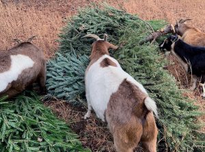 Christmas Trees Feed Local Goats