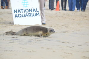 Harp Seal Released On Ocean City Beach; National Aquarium Announces Partnership With Town