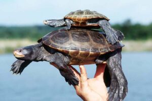 Dates Announced For Annual Survey Of Terrapin Stock
