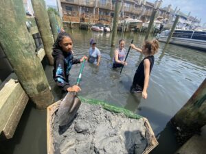 Horseshoe Crab Study Continues In 94th Street Canals